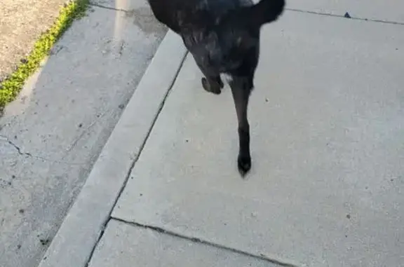 Found Dog: Black with Unique E...