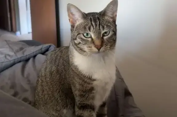 Missing cat Omaha, photo: Lost Tabby Cat Near North 110th Plaza