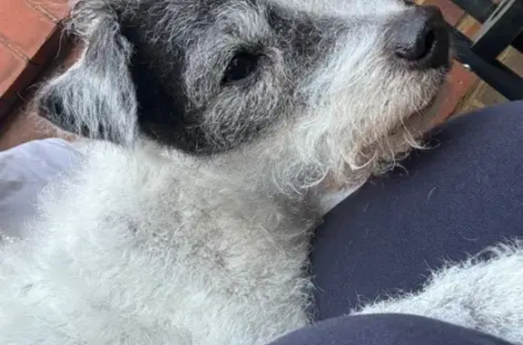 Found pets , photo: Lost Dog Found Near Bagley Walk!