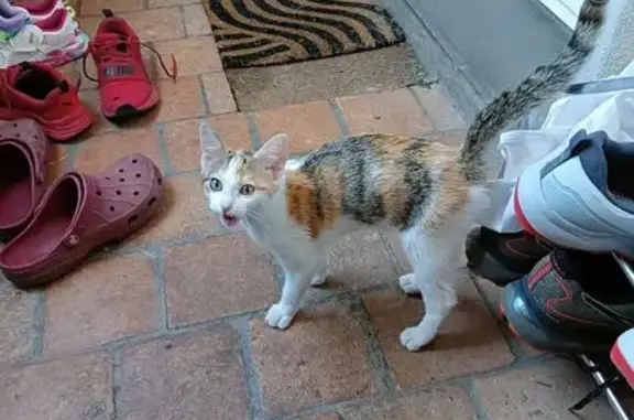 Chat trouvé Saint-Denis-en-Val, photo: Chaton tricolore maigre trouvé à St-Denis