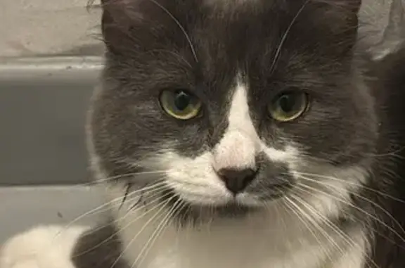 Chat perdu, Tours, photo: Chatte perdue grise/blanche, Rue du Pas-Notre-Dame