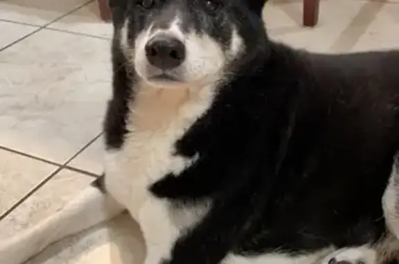 Lost 16-Year-Old Sheba Inu in WV