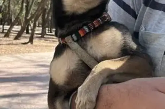 Perro Perdido en San Pedro: ¡A...