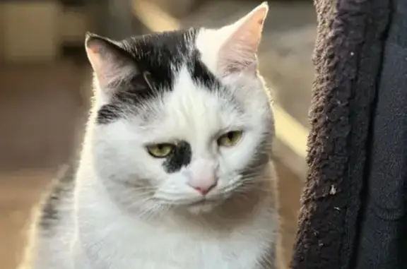 Lost Cat Paulo: Black & White, Pink Collar