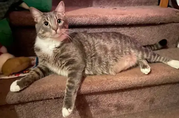 Lost and found pets Manchester, photo: Lost Large Gray Tabby Cat on Oak St
