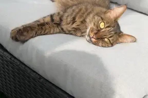 Chat perdue, Avenue du Louron, Colomiers - photo