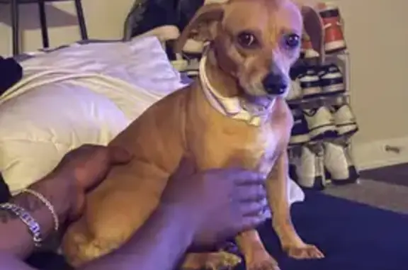 Lost Tan Dog: Timid, Cream Collar, Lochearn
