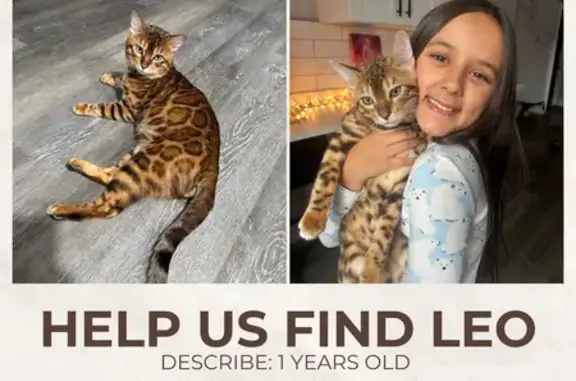 Lost Bengal Cat: Friendly, Needs Help