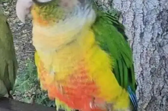 Perdu : oiseau coloré bagué à St-Symphorien - photo