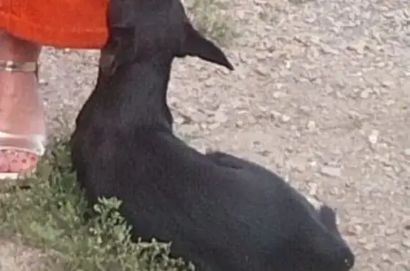 Animales perdidos Lorca, foto: Perro Negro Perdido en Lorca: Camino Viejo