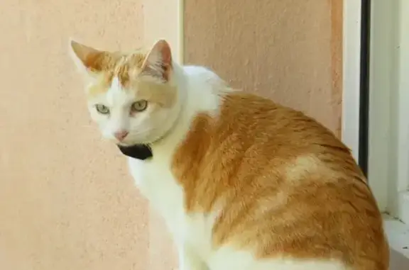 Chat perdu : blanc et roux, collier rouge - photo