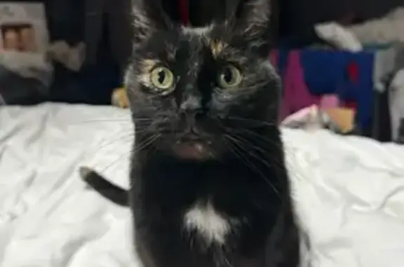 Lost Black Cat: Help Find Her in Camillus!