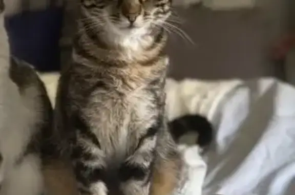 Chaton tigré perdu à Douvres-la-Délivrande - photo