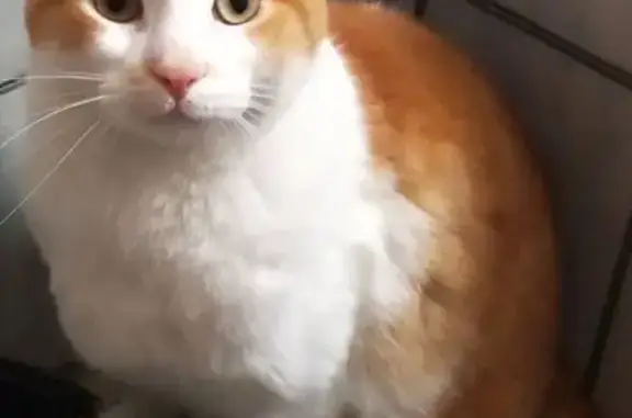 Gato Perdido: Pope, Blanco y Naranja en Zaragoza