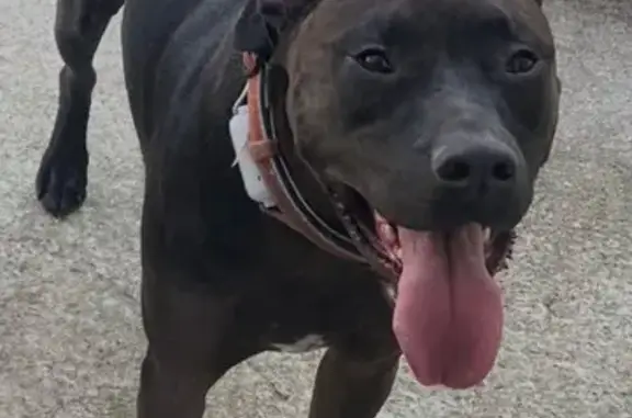 Lost Dog: Red Collar on Ridgeside Dr