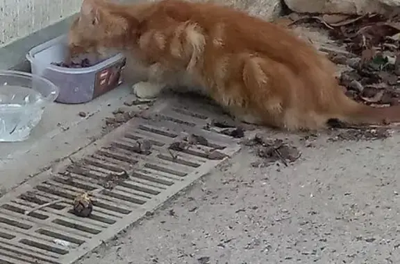 Chat trouvé, yeux vairons, Rue de Telouze - photo