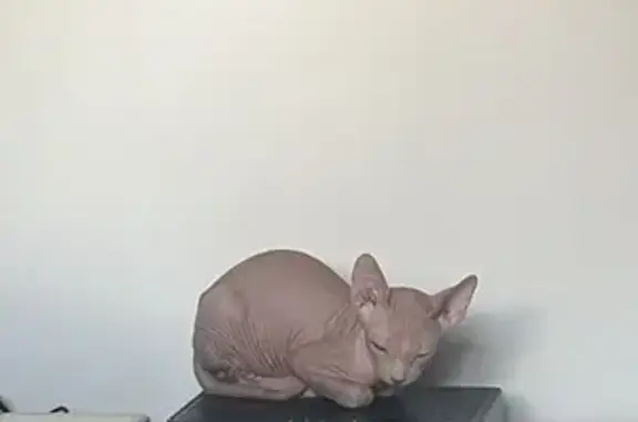 Gato Sphynx Perdido: Dobby en Güevéjar