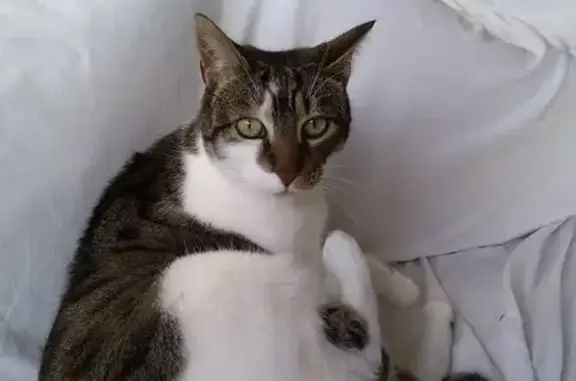 Chatte perdue, tigrée-blanche, Rue des Rames - photo