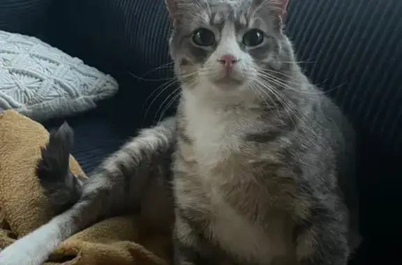 Perdu : Chat gris Basile à Montmorot - photo