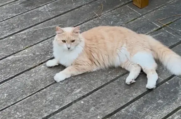 Chat perdu, Talence, photo: Chat perdu : 5 ans, blanc/beige, Rue Danton