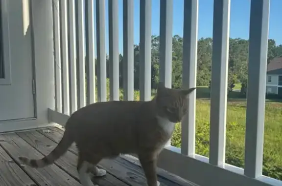 Lost Orange Cat: Sweet & Shy in Myrtle