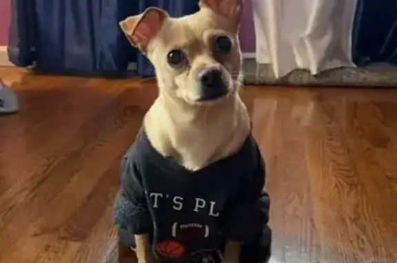 Help Us Find Our Beloved Dog Sprinkles!