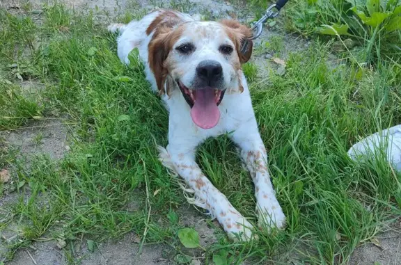 Chien trouvé , photo: Chien errant trouvé à La Barre-de-Semilly