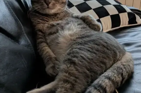 Animaux perdus Villeurbanne, photo: Chat perdu à Villeurbanne : Némo gris tigré