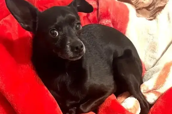 Lost Dog: Shy, Black Hair, Floppy Ear