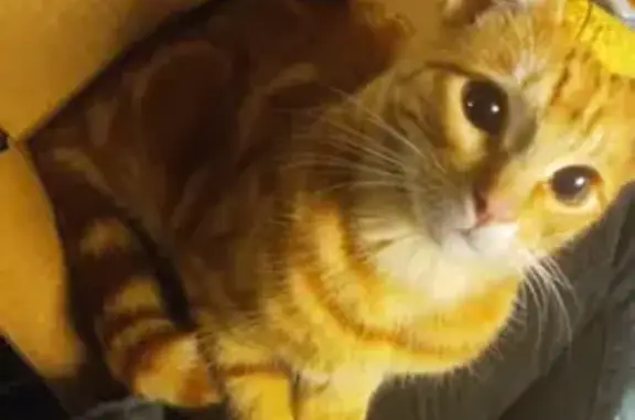 Lost: Friendly Orange Cat 'Lil Munchkin'
