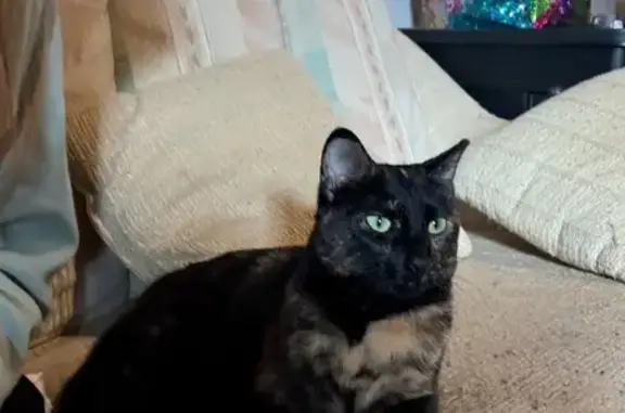 Found pets Maple Grove, photo: Friendly Found Cat Near Elm Creek Park