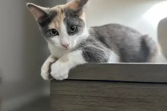 Missing cat Deer Park, photo: Lost Muted Calico Cat in Deer Park