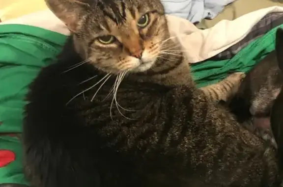 Lost Grey Tiger Cat in Colorado Springs