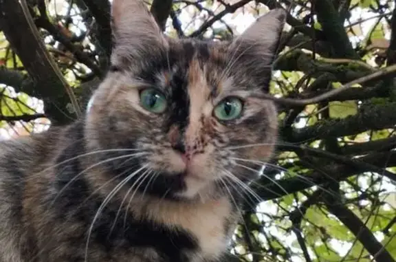 Animaux perdus Thaon-les-Vosges, photo: Chat écaille de tortue perdue à Thaon