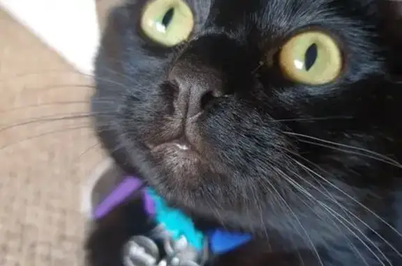 Lost Black Cat: Green Eyes & Mickey Collar