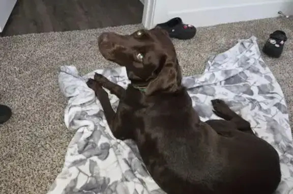 Found Chocolate Lab: Green Col...