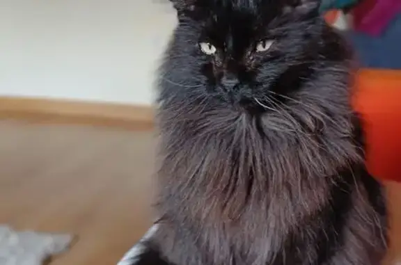 ¡Gato Negro Perdido en Gójar! Ayuda