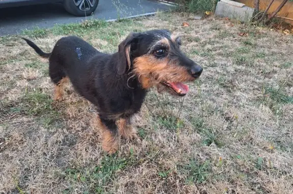 Animaux trouvés Montluçon, photo: Chien trouvé à Montluçon, sociable et joueur