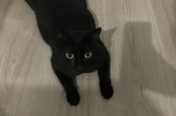 Animaux perdus Gisors, photo: Chatte noire perdue à Gisors, rue du Bouloir