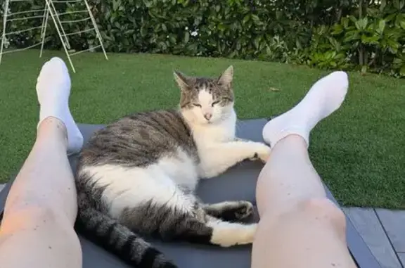 Chat perdu sociable, Rue des Bouleaux - photo