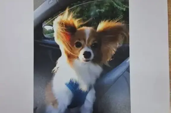 Lost: Blind Dog, Brown & White in Knoxville