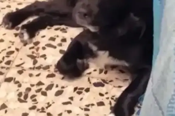 Animales perdidos , foto: Perro Perdido: Cruce Cocker-Fox Negro y Blanco
