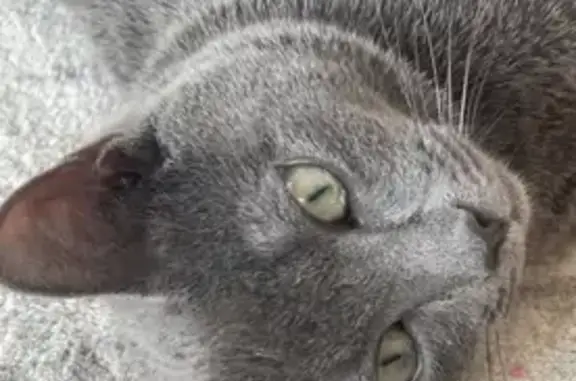 Lost pets Brimbank, photo: Help Find Romeo: Missing Russian Blue Cat