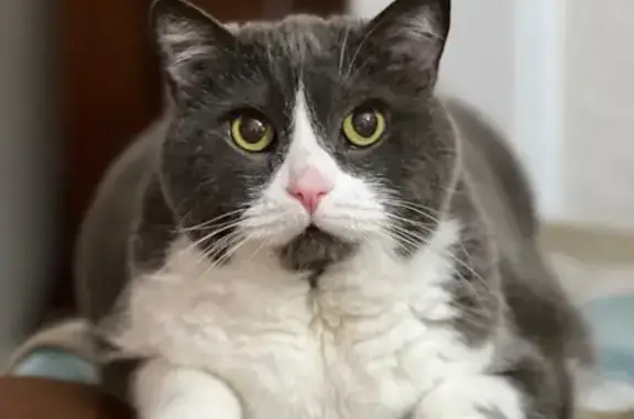 Lost pets , photo: Lost: Elderly Grey & White Cat, Boroondara