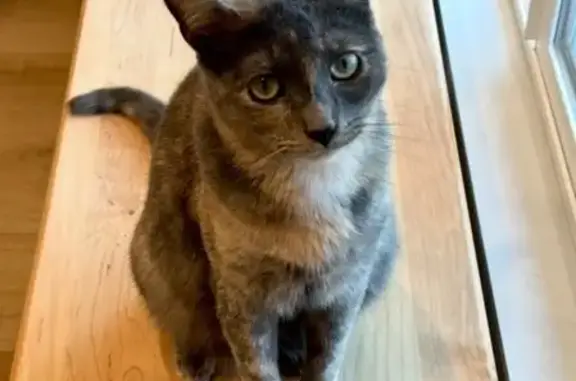 Lost Cat: Dark Grey Tortie Near Downey Vet