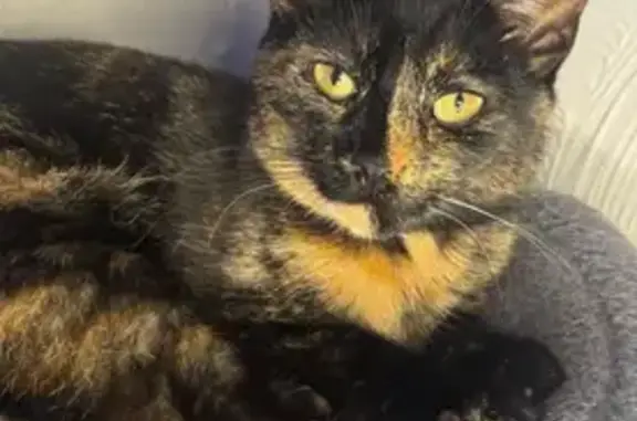Missing cat Columbus, photo: Unique Tortoiseshell Cat Lost in Columbus