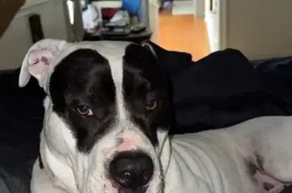 Help Find Our Sweet Lost Dog, Orchard Dr