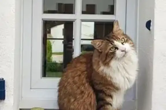 Animaux perdus Noirmoutier-en-l'Île, photo: Chat perdu à Noirmoutier-en-l'Île