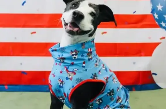 Lost and found pets Cranston, photo: Lost Pitbull Mix: Shy, Pink & Blue Harness