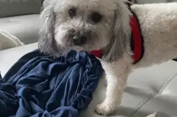 Lost pets Ellenton, photo: $1000 Reward: Help Find Twinkie!